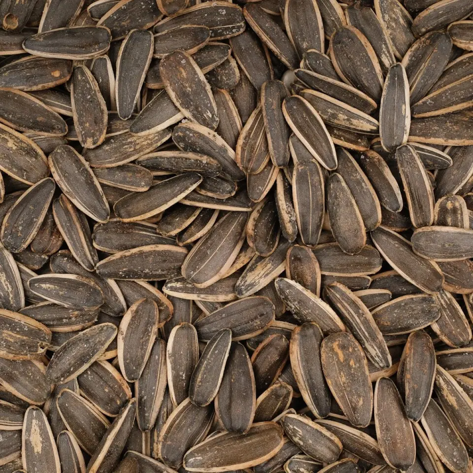 MESUT SİYAH AY ÇEKİRDEĞİ