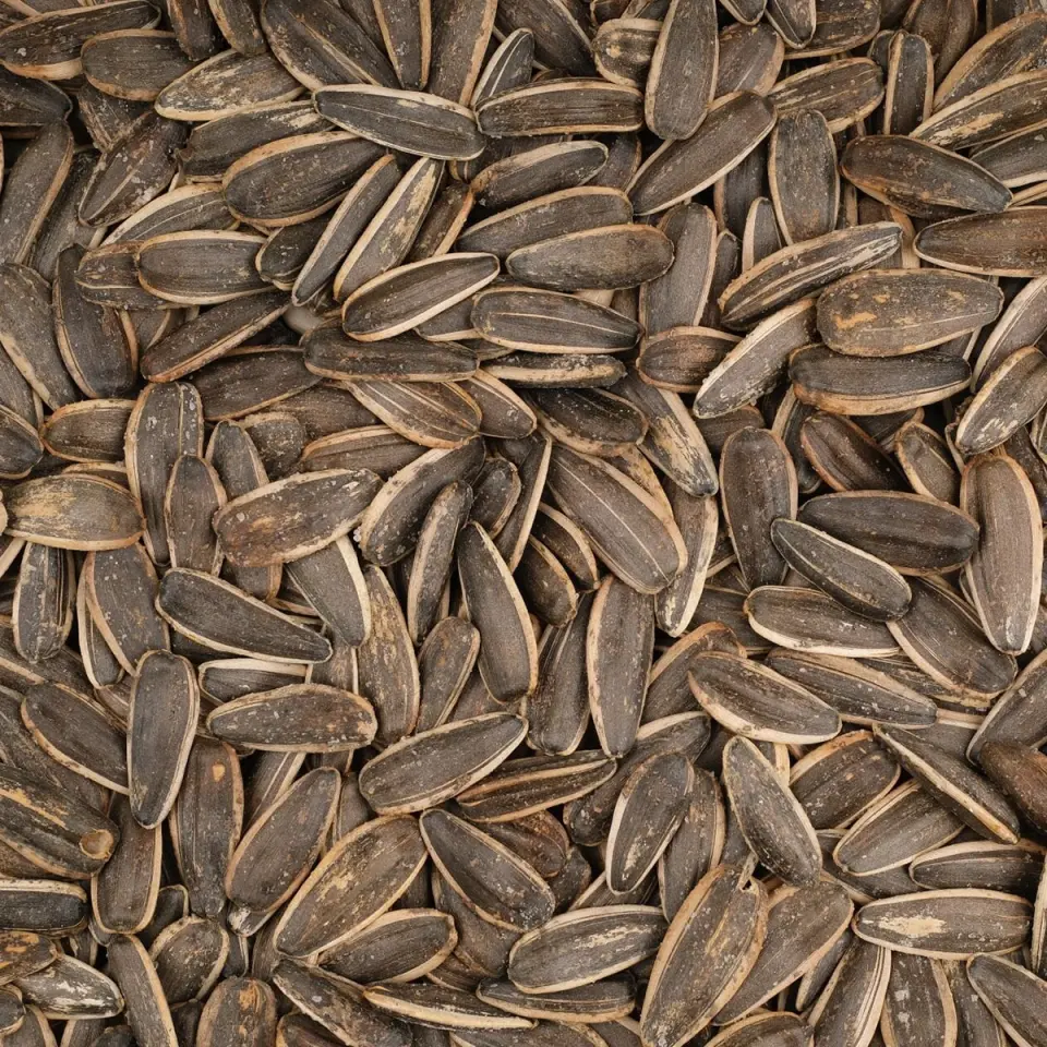 AYINTAP SİYAH AY ÇEKİRDEĞİ